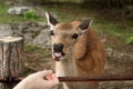 Girl feed wild sika deer with senbei cracker cookie and deer stuck out his tongue in Nara park, Japan Royalty Free Stock Photo