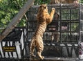 The girl is feeding bengal tigers at Safari World zoo Royalty Free Stock Photo