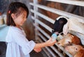 A girl feeding a bottle of milk to a group of goats
