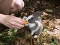 Girl feeding carrot to baby rabbits