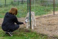 A girl is feeding with a dog in an iron cage.