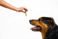 Girl feeding the dog a treat