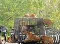 The girl is feeding five tigers at Safari World zoo Royalty Free Stock Photo