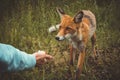 Girl feeding Fox