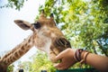 Girl feeding a giraffe in the zoo