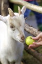 Girl feeding goat Royalty Free Stock Photo