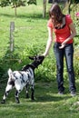A girl feeding a goat Royalty Free Stock Photo