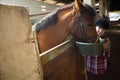 Girl feeding the horse in the stable Royalty Free Stock Photo