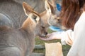 Girl feeding kangaroos Royalty Free Stock Photo