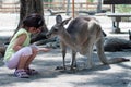 Girl feeding kangaroos at the zoo in Israel Royalty Free Stock Photo