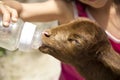 Girl feeding rejected baby lamb Royalty Free Stock Photo