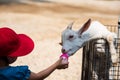 girl feeding milk to goat Royalty Free Stock Photo