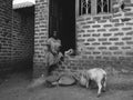 A girl feeding the pig in Uganda