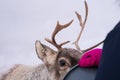 Girl feeding reindeer in the winter Royalty Free Stock Photo