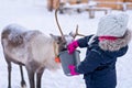 Girl feeding reindeer in the winter