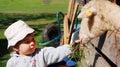 Girl feeding sheep