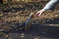 Girl feeding squirrel in autumn park, close-up Royalty Free Stock Photo