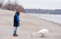 Beautiful young girl in the black coat feeding the swan on the beach near river or lake water in the cold winter weather, animal f Royalty Free Stock Photo