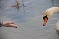 Girl feeding swan at Tisa River, Serbia