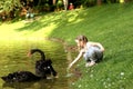 Girl feeding swans lake shore park Royalty Free Stock Photo