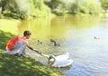 Girl feeding swans lake shore park Royalty Free Stock Photo