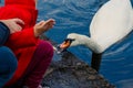 Kid feeding white swan from hand in city park, swan on water.feed a birds in park,shore of a lake. swans swimming in a Royalty Free Stock Photo