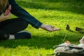 Girl feeds birds with bread in the park. A teenager feeds the hands of sparrows