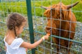 girl feeds carrots to red highland cow in paddock. Scottish breed of cows with long horns, long wavy hair and wonderful bangs Royalty Free Stock Photo