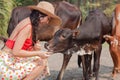 The girl feeds the cows