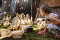 A girl feeds ducklings on a farm with her grandmother, a flock of ducklings drink water from a bowl