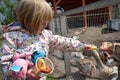 The girl feeds the geese in the aviary Royalty Free Stock Photo