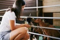 Girl feeds the goats with hay through the fence Royalty Free Stock Photo