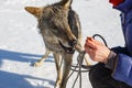 The girl feeds from the hands of the wild gray wolf when he grins