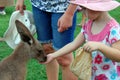 Girl feeds kangaroo Royalty Free Stock Photo