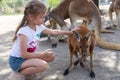Girl feeds a kangaroo at the Australian Zoo Gan Guru in Kibbutz Nir David, in Israel