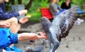 The girl feeds pigeons in the park