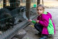 The girl feeds raccoons at the zoo. A child feeds a raccoon in a cage at the city zoo. Raccoon at the zoo. Hands provide