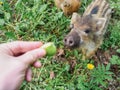 Girl feeds small striped wild boars apples from hands