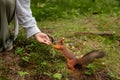 A girl feeds a squirrel from her hand in the forest. Funny Close-up of Woman Feeding a Red Squirrel Royalty Free Stock Photo