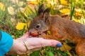 Girl feeds a squirrel with nuts in an autumn park