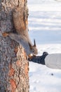Girl feeds a squirrel with nuts at winter. Caring for animals in winter or autumn