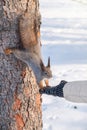 Girl feeds a squirrel with nuts at winter. Caring for animals in winter or autumn