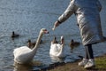 A girl feeds swans from her hands. Tame swans near the shore. On a pond