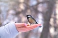 Girl feeds a tit from a palm