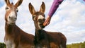 The girl feeds two donkeys from her hand with a mandarin duck Royalty Free Stock Photo