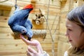 A girl feeds two parrots with her hand Royalty Free Stock Photo
