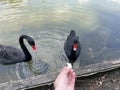 a girl feeds two swans in a lake Royalty Free Stock Photo