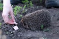 The girl feeds the wild hedgehog. Scientific name: Erinaceus Europaeus.