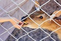 Girl feeds deer in the zoo in the summer Royalty Free Stock Photo