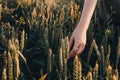 Girl is feeling wheat Royalty Free Stock Photo